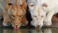 /album/cats/whitee-jpg/