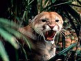 /album/cats/grrr-jpg/