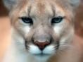 /album/cats/waa-jpg/