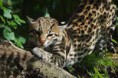 /album/ocelot/nm-jpg/