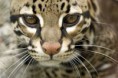 /album/ocelot/jk-jpg/
