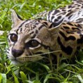 /album/ocelot/ko-jpg/